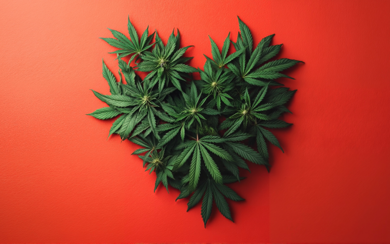 Cannabis leaves arranged into a heart shape over a bright red background